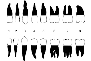 numerotation-des-dents-comment-ca-marche-dentiste-roissy-en-brie